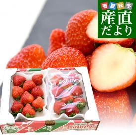 長崎県より産地直送 JA長崎せいひ 期待の新品種いちご「恋みのり」 1箱約500g（250g×２パック）合計18粒から30粒入り 送料無料 苺 イチゴ こいみのり