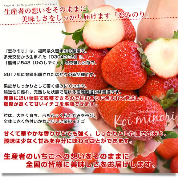 長崎県より産地直送 JA長崎せいひ 期待の新品種いちご「恋みのり」 1箱約500g（250g×２パック）合計18粒から30粒入り 送料無料 苺 イチゴ こいみのり04