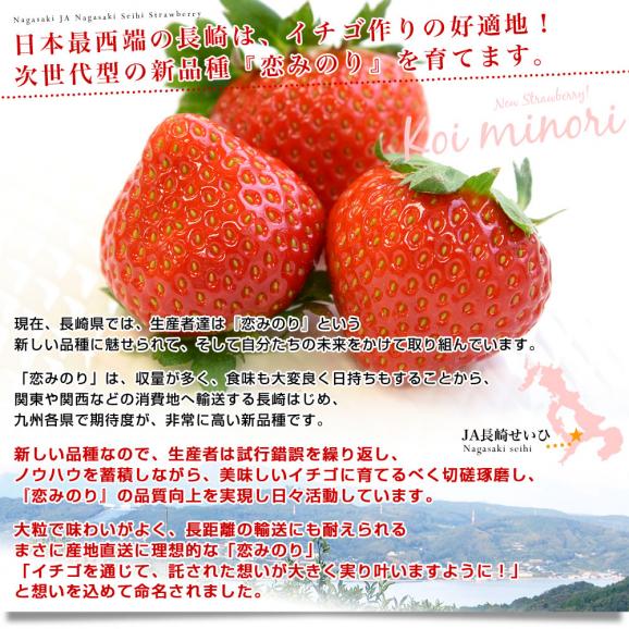 長崎県より産地直送 JA長崎せいひ 期待の新品種いちご「恋みのり」 1箱約500g（250g×２パック）合計18粒から30粒入り 送料無料 苺 イチゴ こいみのり05