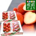 長崎県より産地直送 JA長崎せいひ 恋みのり 2箱セット　約1000ｇ（500g×2箱）（合計36粒から60粒入り） 送料無料 苺 イチゴ こいみのり　from九州