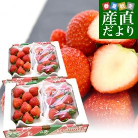 長崎県より産地直送 JA長崎せいひ 期待の新品種いちご「恋みのり」 2箱セット　約1000g（500g×2箱）（合計36粒から60粒入り） 送料無料 苺 イチゴ こいみのり