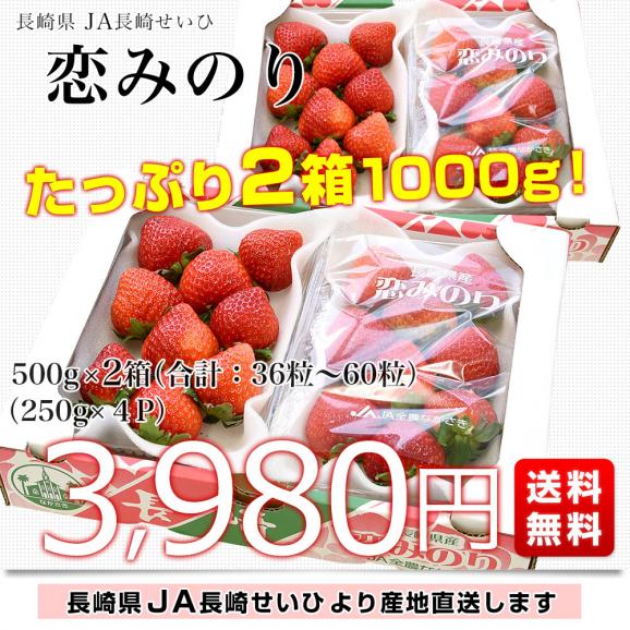 長崎県より産地直送 JA長崎せいひ 恋みのり 2箱セット　約1000ｇ（500g×2箱）（合計36粒から60粒入り） 送料無料 苺 イチゴ こいみのり　from九州03