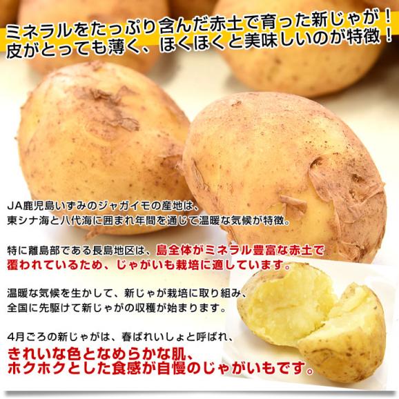 鹿児島県産 JA鹿児島いずみ他 赤土ばれいしょ 新じゃが ニシユタカ Mサイズ 約10キロ 馬鈴薯  じゃがいも ジャガイモ 市場スポット04