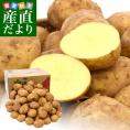 鹿児島県産 JA鹿児島いずみ他 赤土ばれいしょ 新じゃが ニシユタカ Lサイズ 約10キロ 馬鈴薯  じゃがいも ジャガイモ 市場スポット