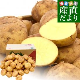 鹿児島県産 JA鹿児島いずみ他 赤土ばれいしょ 新じゃが ニシユタカ 2LからLサイズ 約10キロ 馬鈴薯 じゃがいも ジャガイモ 市場スポット