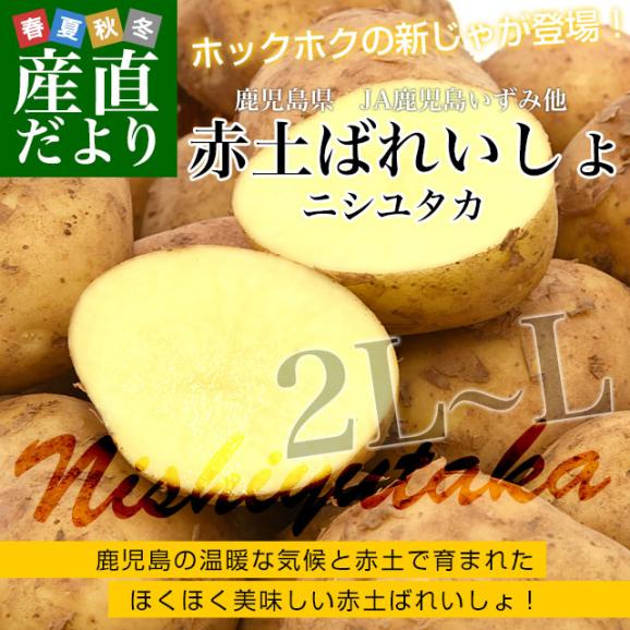 鹿児島県産 JA鹿児島いずみ他 赤土ばれいしょ 新じゃが ニシユタカ 2LからLサイズ 約10キロ 馬鈴薯 じゃがいも ジャガイモ 市場スポット02