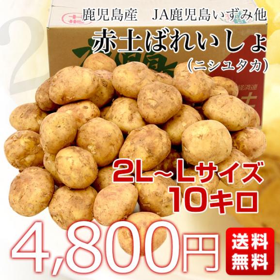 鹿児島県産 JA鹿児島いずみ他 赤土ばれいしょ 新じゃが ニシユタカ 2LからLサイズ 約10キロ 馬鈴薯 じゃがいも ジャガイモ 市場スポット03