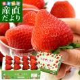 長崎県より産地直送 JA長崎せいひ 期待の新品種いちご「恋みのり」 500g化粧箱（8粒から15粒入） 送料無料 苺 イチゴ こいみのり 長崎西彼農協