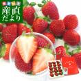 佐賀県より産地直送 JAからつ 新品種いちご いちごさん 大粒 たっぷり２箱 1キロ (合計20粒から44粒) (500g前後×2箱) 送料無料 イチゴサン 唐津 農協 苺