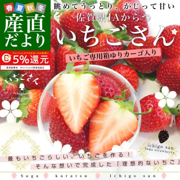 佐賀県より産地直送 JAからつ 新品種いちご いちごさん 大粒 たっぷり２箱 1キロ (合計20粒から44粒) (500g前後×2箱) 送料無料 イチゴサン 唐津 農協 苺02