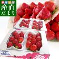 福岡県産 超盛りあまおう DX たっぷり2箱 1080g (合計32粒から48粒)(540g×2箱) 送料無料 アマオウ デラックス 農協 いちご 苺 イチゴ 