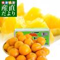 愛媛県産 JAえひめ中央 中島のいよかん 味優先のご家庭用 2Lから3Lサイズ 10キロ (30玉から36玉前後) 柑橘 オレンジ 伊予柑 市場スポット 送料無料