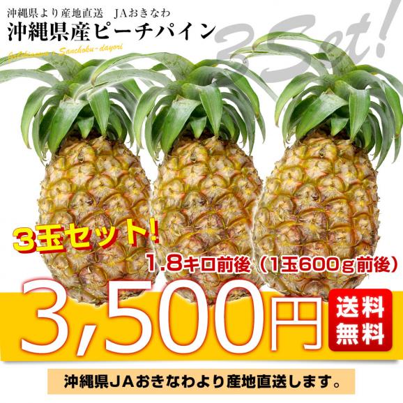 沖縄県より産地直送 JAおきなわ 沖縄県産 ピーチパイン 3玉セット 合計1.8キロ前後 (600g×3玉) 送料無料 沖縄パイン パイナップル パインアップル いしがきじま03