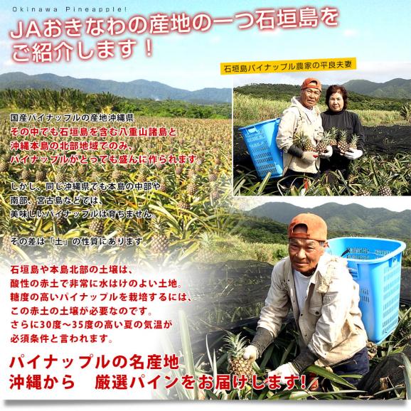 沖縄県より産地直送 JAおきなわ 沖縄県産 ピーチパイン 3玉セット 合計1.8キロ前後 (600g×3玉) 送料無料 沖縄パイン パイナップル パインアップル いしがきじま05