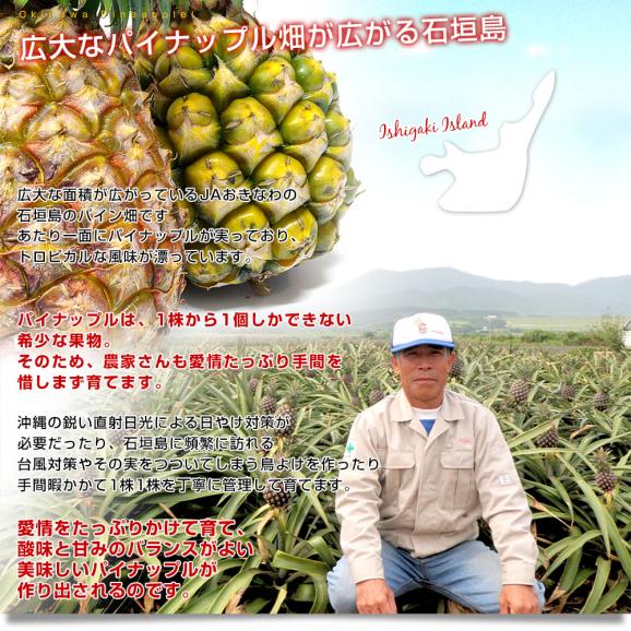 沖縄県より産地直送 JAおきなわ 沖縄県産 ピーチパイン 3玉セット 合計1.8キロ前後 (600g×3玉) 送料無料 沖縄パイン パイナップル パインアップル いしがきじま06