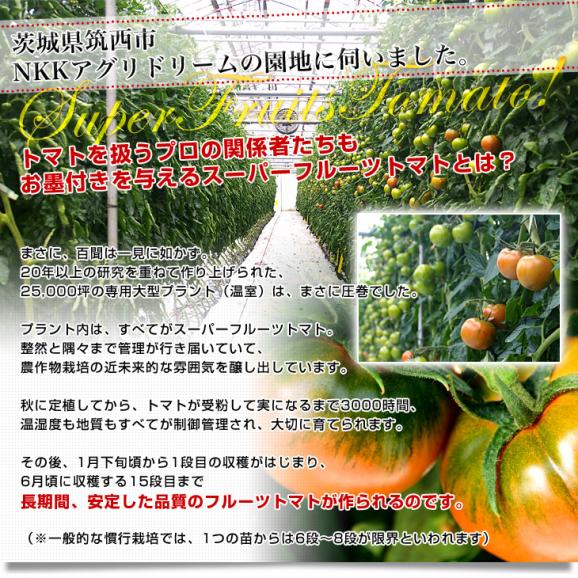 茨城県より産地直送 NKKアグリドリーム スーパーフルーツトマト 9度＋ A品 約1キロ(8玉から16玉)  送料無料 高糖度トマト NKKトマト06