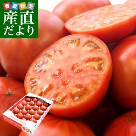 トマトの常識が変わる！甘みと旨みがたっぷりのフルーツトマト！