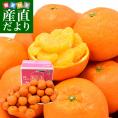 愛媛県産 JAえひめ中央 中島選果場 熟成完熟いよかん 弥生紅10キロ 2LからＬ (40玉から50玉前後) 送料無料 市場発送 柑橘 オレンジ 伊予柑
