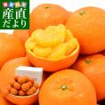 愛媛県産 JAえひめ中央 中島選果場 熟成完熟いよかん 弥生紅5キロ 2LからＬ (20玉から25玉前後) 送料無料 市場発送 柑橘 オレンジ 伊予柑