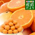 和歌山県より産地直送 田村出荷組合 カラマンダリン 秀品 2LからMサイズ 5キロ(20玉から35玉前後) 田村みかん 有田 柑橘