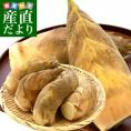 石川県産 JA金沢市 加賀野菜 タケノコ 2キロ (4本から8本前後) 送料無料 市場発送 たけのこ 筍 竹の子