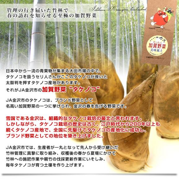 石川県産 JA金沢市 加賀野菜 タケノコ 2キロ (4本から8本前後) 送料無料 市場発送 たけのこ 筍 竹の子04