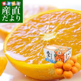 愛媛県産 JAえひめ南 南津海(なつみ) 3キロ (15玉から23玉前後) 送料無料 市場発送 柑橘 