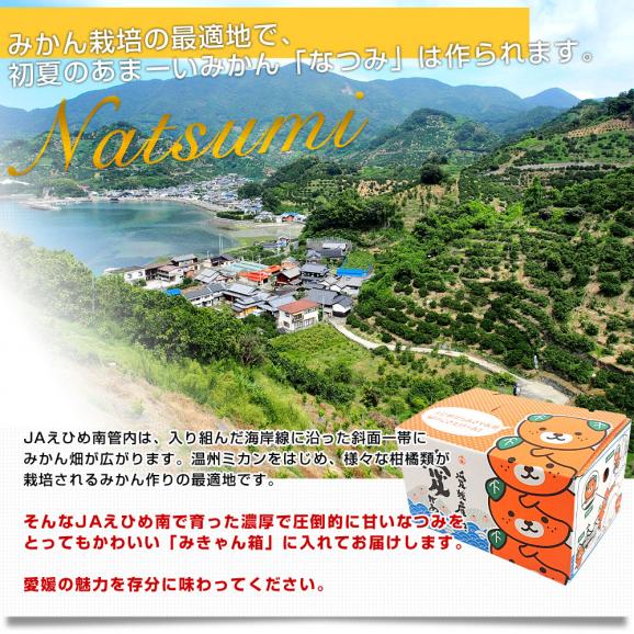 愛媛県産 JAえひめ南 南津海(なつみ) 3キロ (15玉から23玉前後) 送料無料 市場発送 柑橘 06