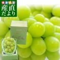 山梨県から産地発送 JAふえふき 高級ハウス栽培シャインマスカット 秀品 1房 500g化粧箱入り ぶどう 葡萄