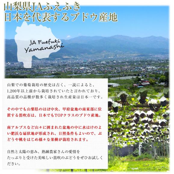 山梨県から産地発送 JAふえふき 高級ハウス栽培種なし巨峰 秀品 1房 450g化粧箱入り ぶどう 葡萄 送料無料05