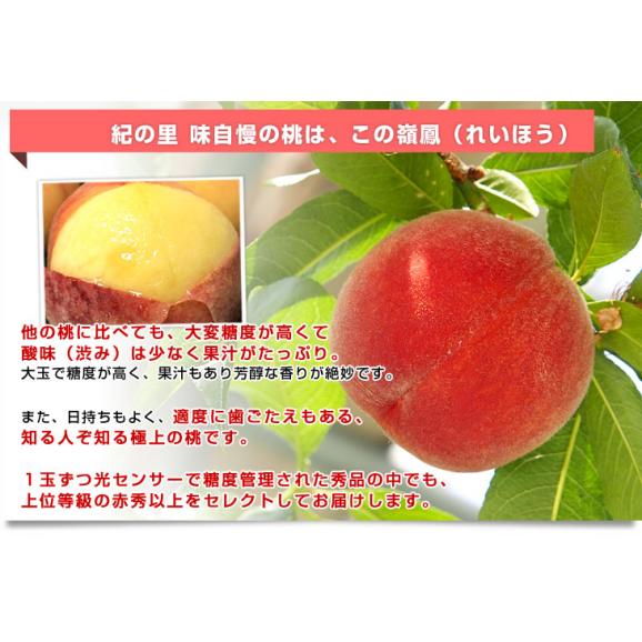 和歌山県より産地直送 JA紀の里 紀の里の桃 嶺鳳 赤秀品 1.8キロ (6玉から8玉) 送料無料 桃 もも04