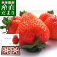 北海道より産地直送 高級いちご 夏瑞（なつみずき）約180g（6粒から7粒）×2パック　化粧箱入り イチゴ 苺 夏イチゴ
