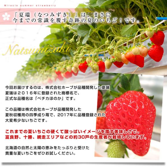 北海道より産地直送 高級いちご 夏瑞（なつみずき）約180g（6粒から7粒）×2パック　化粧箱入り イチゴ 苺 夏イチゴ05
