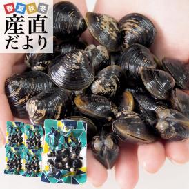 北海道から発送 北海道網走湖産 しじみ貝 5パックセット (約150g×５P）