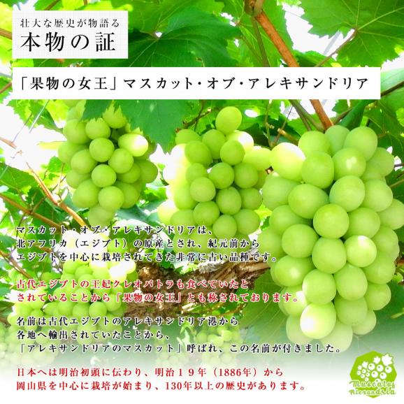 JA全農おかやま協賛 岡山県産 マスカット・オブ・アレキサンドリア 青秀以上2房合計1.2キロ(600g×2房）送料無料04