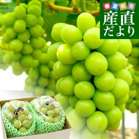 岡山県産　JA全農おかやま シャインマスカット 晴王 青秀 約1.2キロ(600g×2房) 葡萄 ぶどう ブドウ 送料無料 クール便
