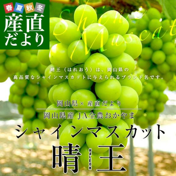 岡山県産　JA全農おかやま シャインマスカット 晴王 青秀 約1.2キロ(600g×2房) 葡萄 ぶどう ブドウ 送料無料 クール便02