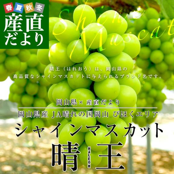 岡山県産 JA晴れの国岡山びほくエリア シャインマスカット 晴王 青秀品以上 約1.2キロ(600g×2房) 葡萄 ぶどう ブドウ 送料無料 クール便02