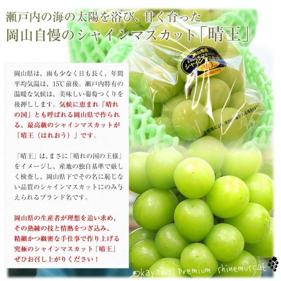 岡山県産 JA晴れの国岡山びほくエリア シャインマスカット 晴王 青秀品以上 約1.2キロ(600g×2房) 葡萄 ぶどう ブドウ 送料無料 クール便06