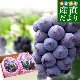 岡山県産　JA全農おかやま ニューピオーネ 優品以上 約1.1キロ(550g×2房)　送料無料 ブドウ 葡萄 種なしぶどう ピオーネ 黒ぶどう ※クール便