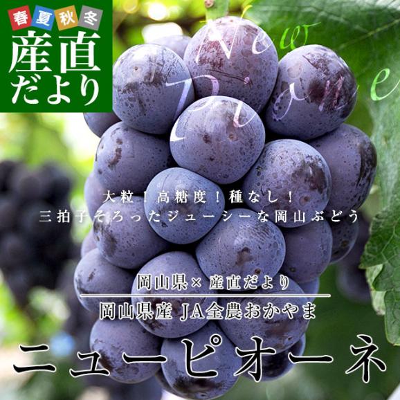 岡山県産　JA全農おかやま ニューピオーネ 優品以上 約1.1キロ(550g×2房)　送料無料 ブドウ 葡萄 種なしぶどう ピオーネ 黒ぶどう ※クール便02