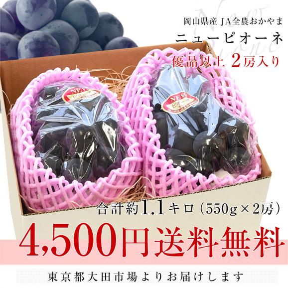 岡山県産　JA全農おかやま ニューピオーネ 優品以上 約1.1キロ(550g×2房)　送料無料 ブドウ 葡萄 種なしぶどう ピオーネ 黒ぶどう ※クール便03