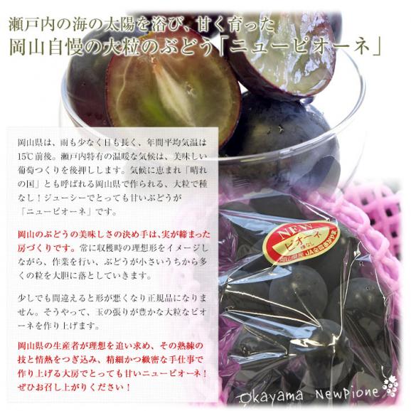 岡山県産　JA全農おかやま ニューピオーネ 優品以上 約1.1キロ(550g×2房)　送料無料 ブドウ 葡萄 種なしぶどう ピオーネ 黒ぶどう ※クール便05