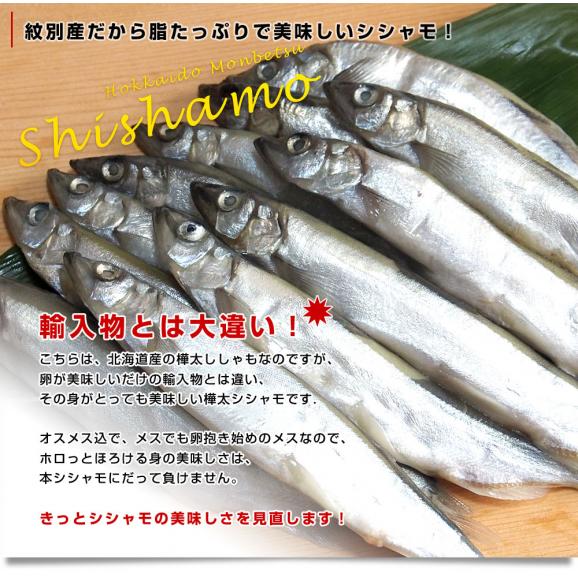 北海道から発送 北海道紋別産 脂たっぷりの美味しいシシャモ（オスメス込）1.2キロ（300g×4P）シシャモ04