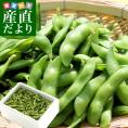 群馬県より産地直送 天狗印の枝豆 神緑（しんりょく）約1キロ 群馬県沼田利根蔬菜出荷組合 送料無料 ※クール便
