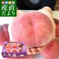 山梨県より産地直送 JAフルーツ山梨 大藤支所 さくら白桃 超大玉 3キロ 送料無料 (6玉から10玉) 桃 