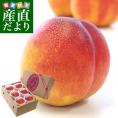 山梨県より産地直送 JAフルーツ山梨 塩山支所 スイートネクタリン （品種：黄肉系「瑞光イエロー、黎明、黎王」）約 1.5 キロ (6玉～8玉入り) 桃 もも 送料無料