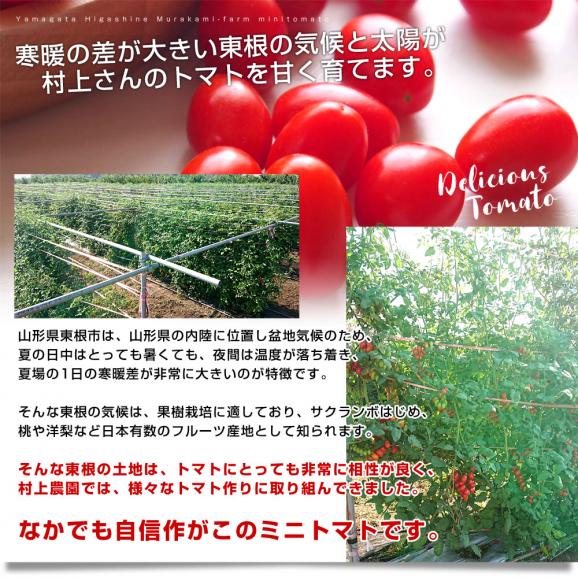 山形県より産地直送 東根市村上農園 村上さんのスナック感覚のミニトマト １キロ 送料無料 tomato05