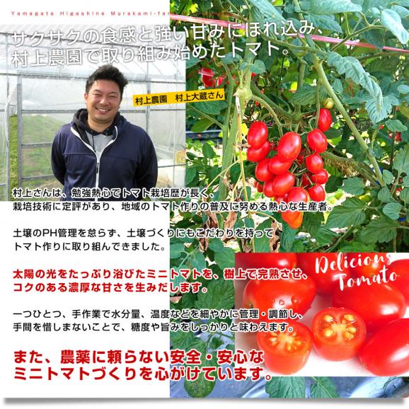 山形県より産地直送 東根市村上農園 村上さんのスナック感覚のミニトマト １キロ 送料無料 tomato06