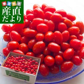 山形県より産地直送 東根市村上農園 村上さんのスナック感覚のミニトマト 2キロ 送料無料 tomato